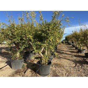 Granátovník púnsky (Punica Granatum) ´MOLLAR DE ELCHE´ - výška 180-200 cm, kont. C70L - EXEMPLÁR (-16°C)